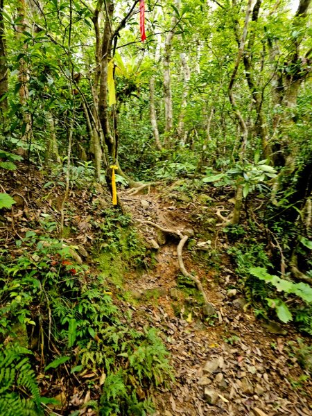 加奈美山-小百岳#95-台東縣大武鄉2777000