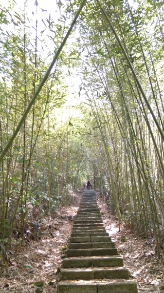 【春夏之際】水社大山賞台灣杜鵑南澳杜鵑17982