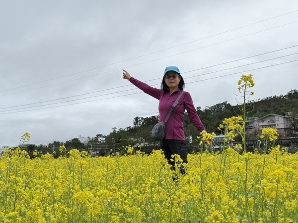 富里油菜花2704820