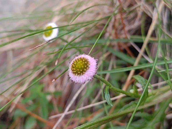 麟趾山附近的花草2620886