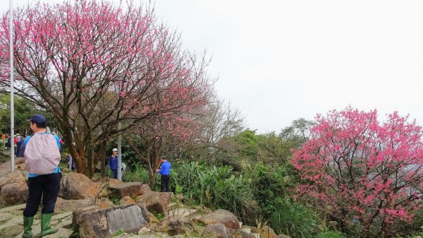 大尖山,四分尾山,勤進路1630935