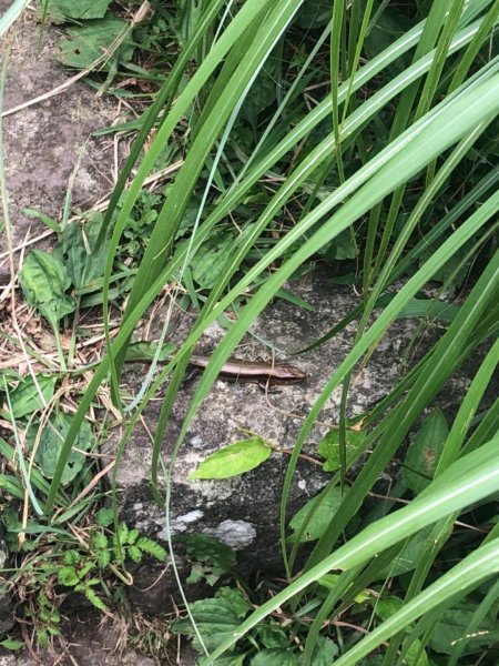 大屯主峰南峰20190727637362