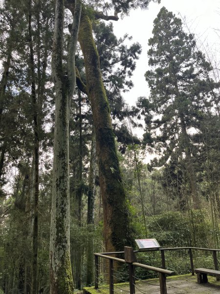 [嘉遊好步道．來嘉走走-04/10] 2024_1011 阿里山頂湖步道2624750