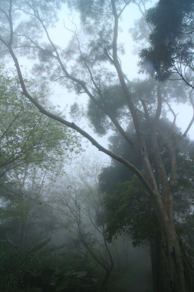 漫步雲霧中．大崎棟步道 20170313106086