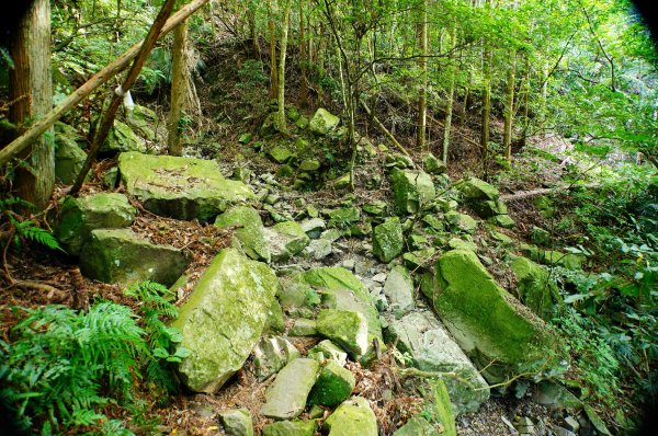 苗栗 泰安 虎山3118660