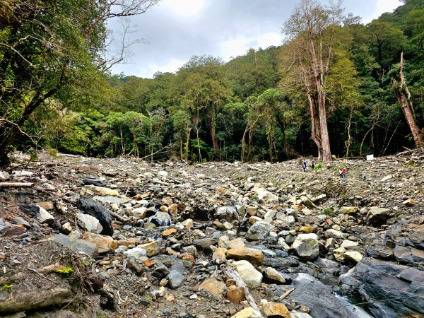 司馬庫斯神木群步道及櫻花季-(新竹)臺灣百大必訪步道3007799