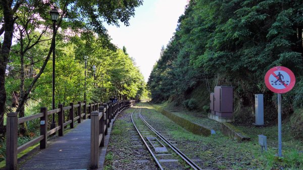 阿里山森遊區-祝山,對高岳步道2536980