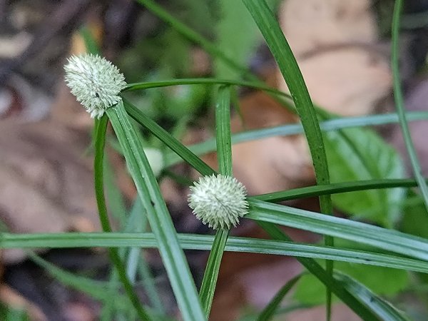 塘湖古道看到的花花草草2593940