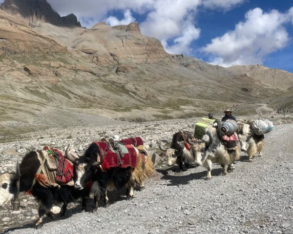 西藏♥️可愛動物🐎人物寫真/拉薩旅拍/美食2902895