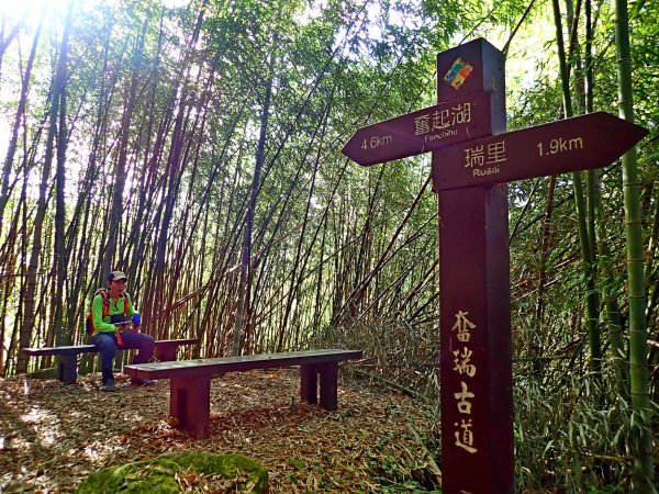 竹林饗宴--瑞太古道登雲戴山順走九芎坪山493573