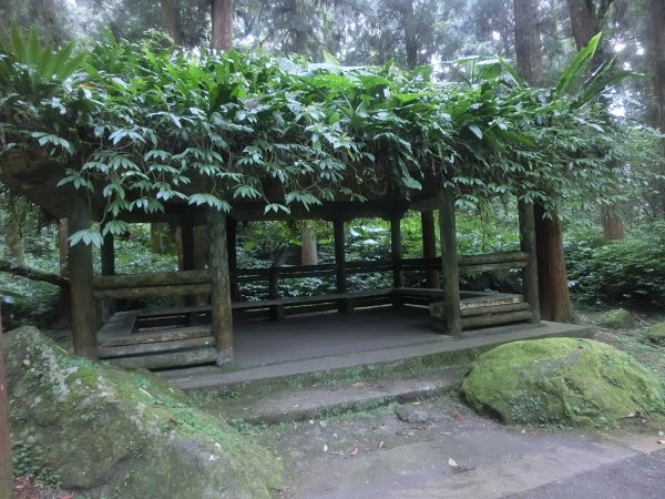 溪頭銀杏神木彩虹橋459543