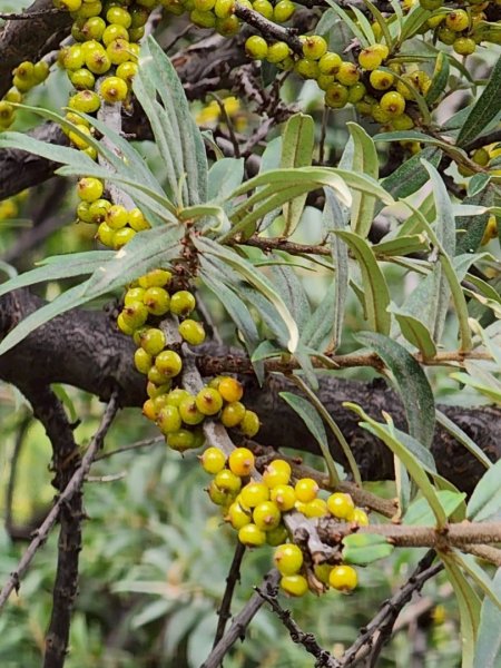 川藏深度之旅33天/A行程2901304
