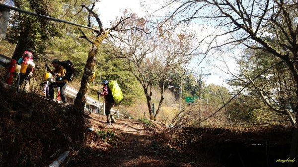 前進廣寒宮~寒流來襲上屏風山賞奇萊糖霜825035