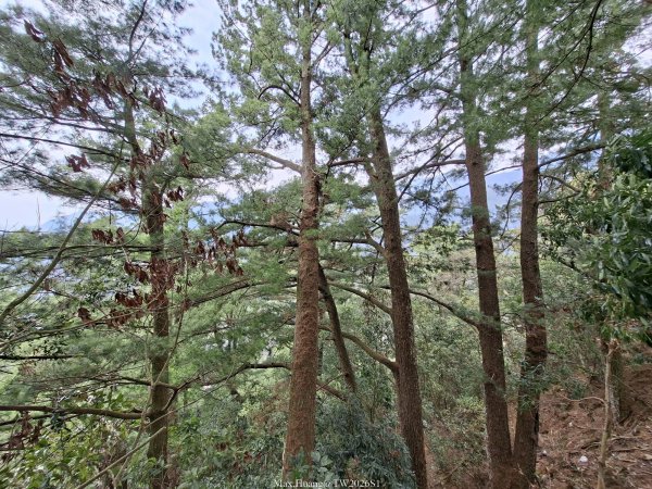 《南投》松濤徐徐｜惠蓀林場關刀山林道上巨松台環山嵐小徑202603213021378