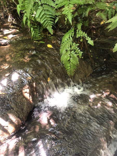 夏天就是要去涼爽的步道健行>>望古瀑布、嶺腳寮山(瀑布)步道1760574