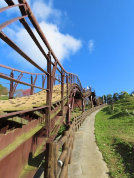 ［鵝尾山水田稻浪棧橋］+炮仗花（2024/1/29）2417397