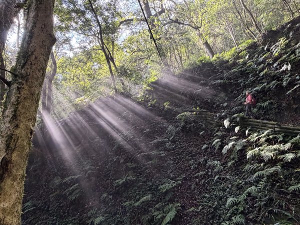 鎮西堡巨木步道B區全段+A區部分3008498
