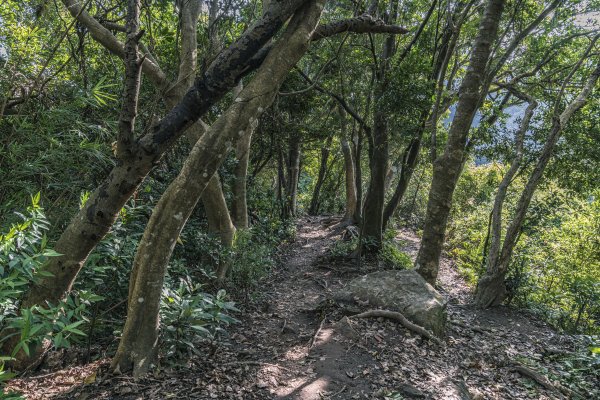 觀音山(北橫古道)1542382