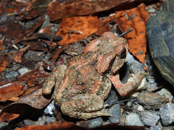 【新聞】太魯閣國家公園管理處110年度保育研究成果發表