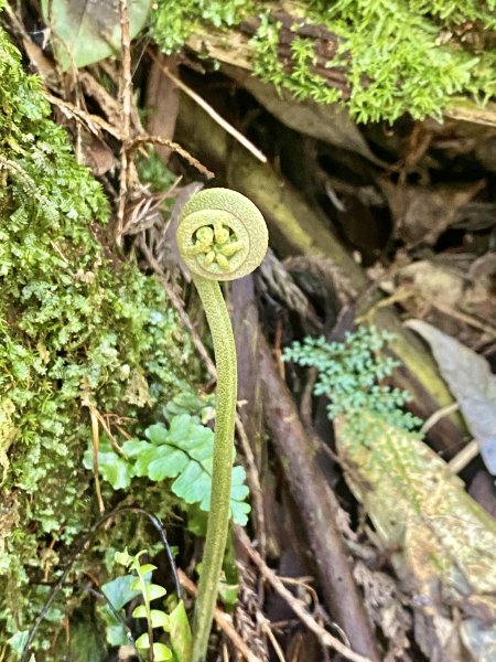 橫嶺山步道泡茶趣    2024/7/42547142