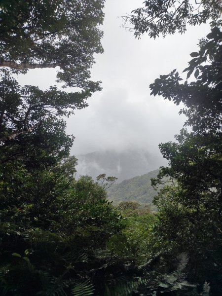 北得拉曼神木群連走內鳥嘴山2940219