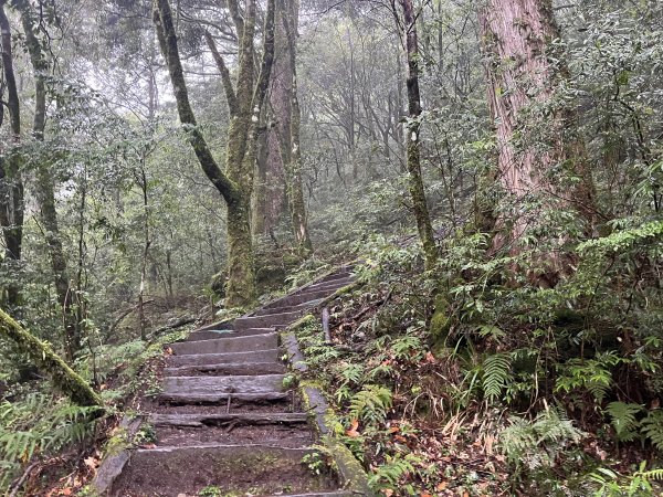 [玉山尋寶任務-01/12] 2025_0726 庫哈諾辛山登山步道2847383