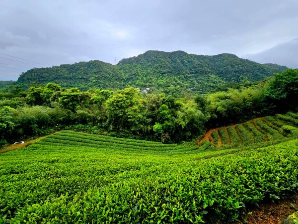 2026年臺北大縱走第七段：世界山莊至飛龍步道政大後山3032044