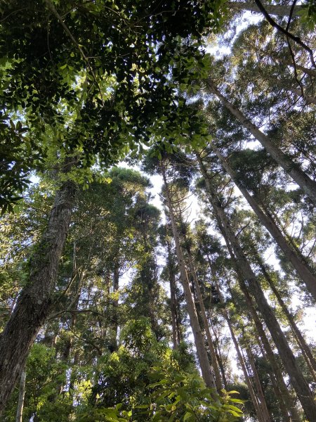 蓮包山、外鳥嘴山、那結山、貴妃山、水田林道O 型縱走1672726