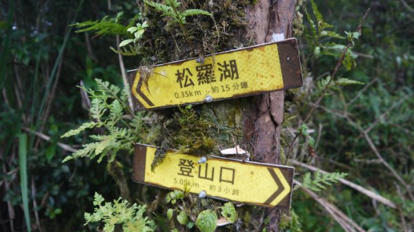 松蘿湖單攻登山健行趣（步道）1522290