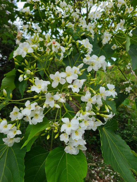 挑水古道+十八觀音步道+大峰巷步道+碧山古道O繞2766190