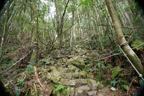 臺中 和平 橫嶺山、沙蓮山、笛吹山2974926
