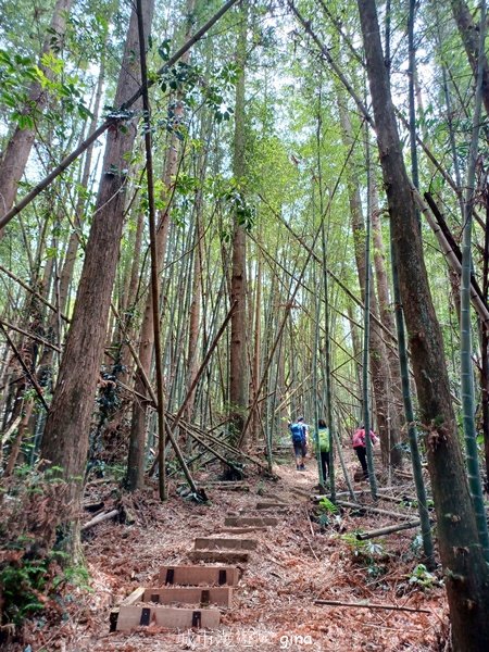 【嘉義梅山】雲霧裊裊似仙境。 瑞太古道 x大風埕觀日峰x油車寮步道2557807