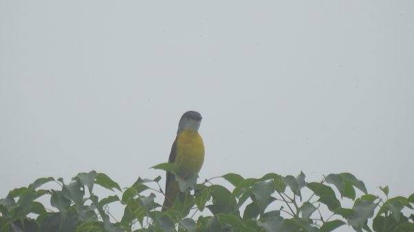 翡翠水庫壩頂 #火燒雲雲海 #日出雲海 #鱷魚島 #藍腹鷴 4/292773766