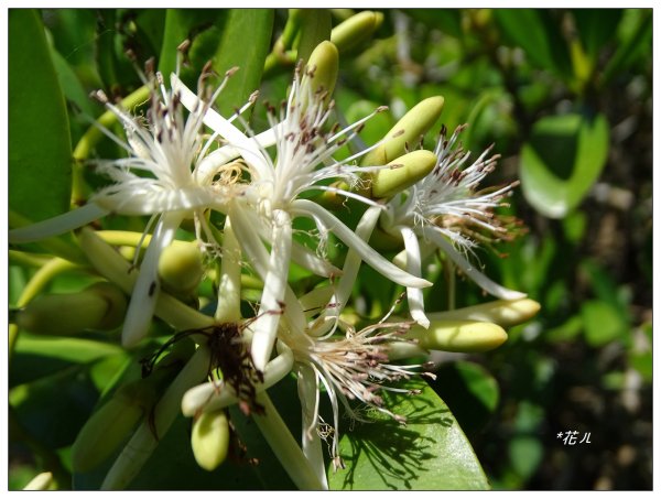 新豐紅樹林木棧步道2707066
