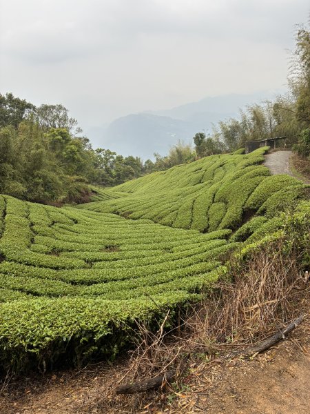 20260406[公車]雲嘉連峰-二尖山+馬鞍山+梨子腳山+太平山+太平山西峰3031082