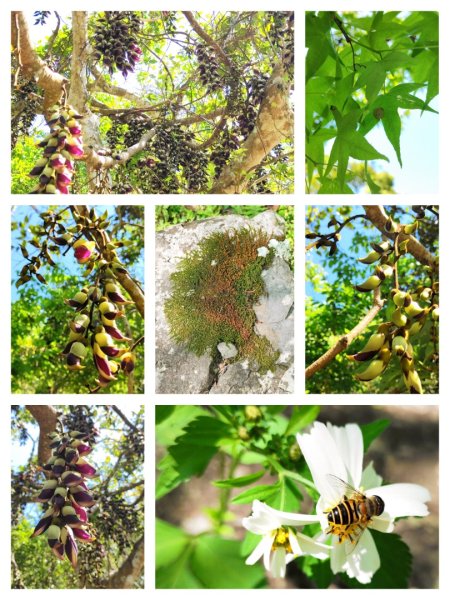 血籐大亂鬥3015548