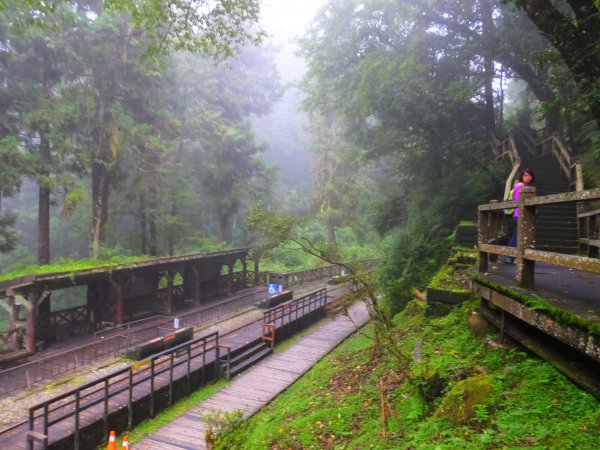 走阿里山神木群棧道，漫步在雲端及迷霧森林416037