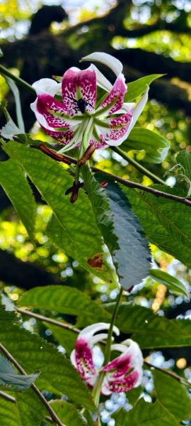 雲山水花鳥蝶-天龍國阿伯的日常 #艷紅鹿子百合 #大鳳蝶 #玉帶鳳蝶2863944