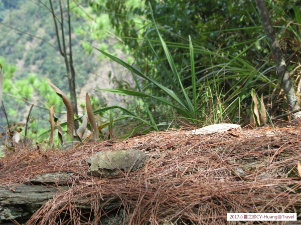 《南投》心靈之旅｜惠蓀林場步道群20171010-212890541