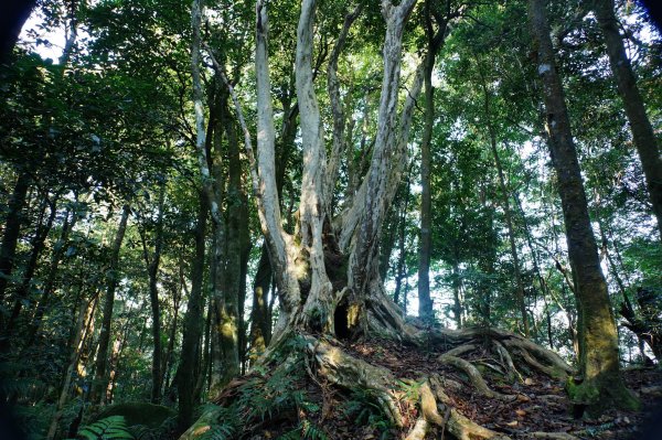 苗栗 南庄 紅毛山、無名山、大坪山2943102