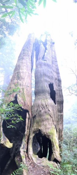 期間限定、北得拉曼神木、內鳥嘴山毛櫸、巨木、雲海、瀑布1924437