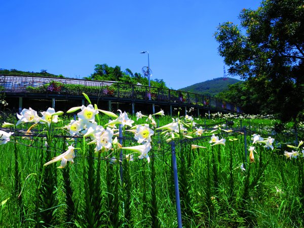搭著捷運去旅行-白石湖賞花輕旅行610456