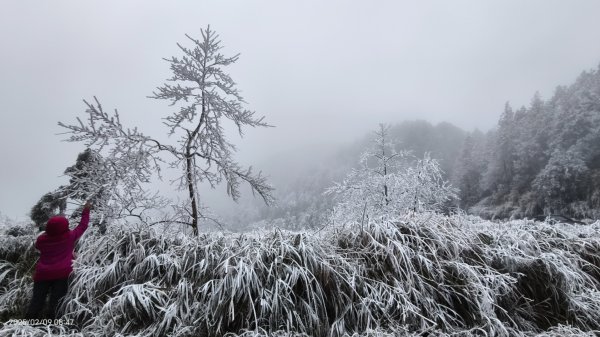 我的2025 第三場雪 #翠峰湖步道 #望洋山 #金翼白眉  2/92708846