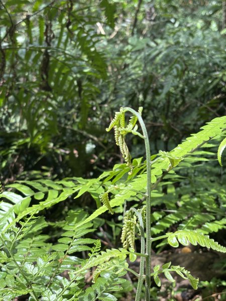 陽明山東西大縱走-西段3016189