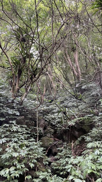 秋日的健行～馬胎古道>南坪古道Ｏ型1872414