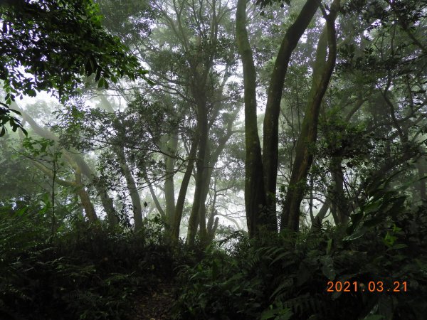 桃園 大溪 金面山、金山面山1315360