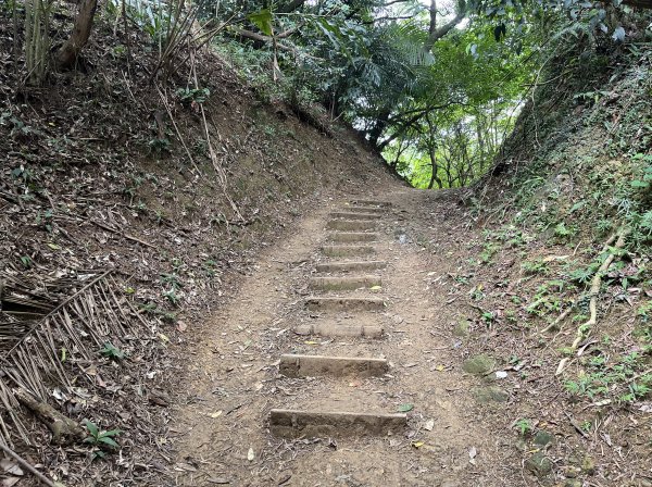 [微笑山線_第一段] 2025_0720 大棟山系_青龍嶺2843479