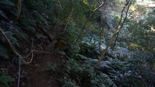 打鐵寮 草嶺山 石龜坑山 白石山連走1265223