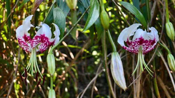 雲山水花鳥蝶-天龍國阿伯的日常 #艷紅鹿子百合 #大鳳蝶 #玉帶鳳蝶2863957