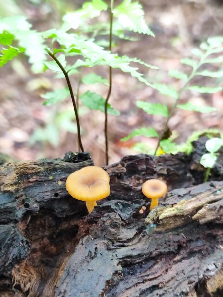 微笑山線之望月亭段2849014